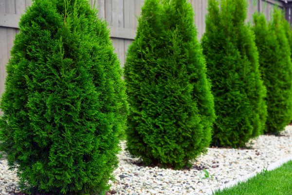 Arborvitae Planting in Leland