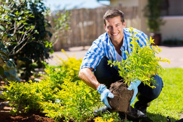 Bush Planting Service in Leland