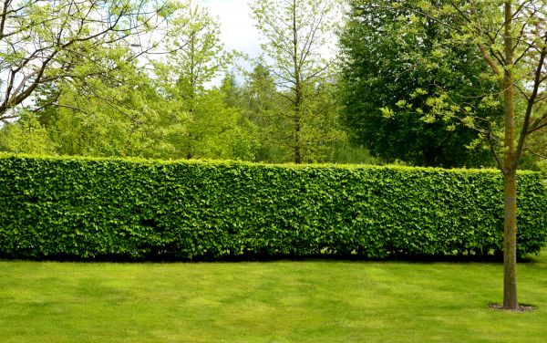 Hedge Planting in Leland