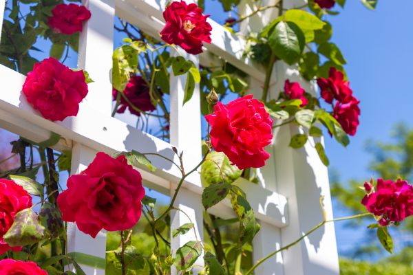 Home Gardening Service in Leland