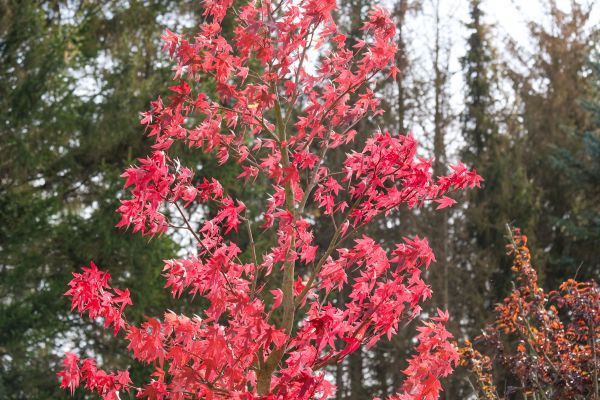 Japanese Maple Planting in Leland