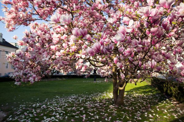 Magnolia Tree Planting in Leland