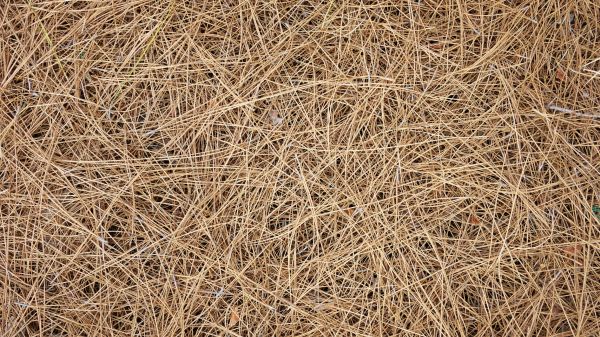 Pine Needles Delivery in Leland