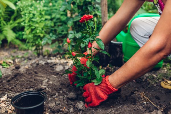 Planting Service in Leland
