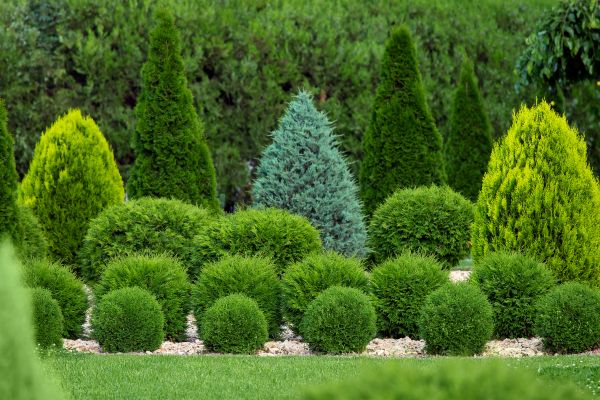 Shrub Installation in Leland