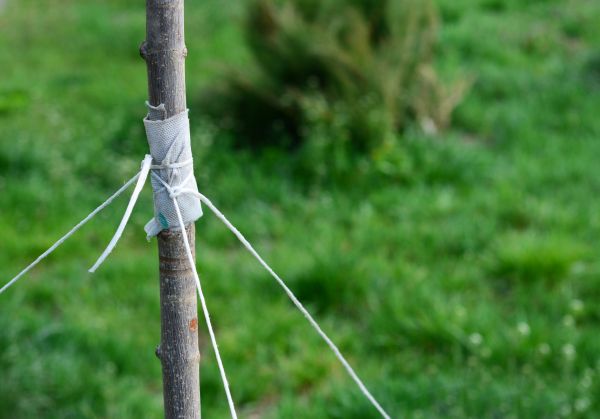 Tree Staking Service in Leland
