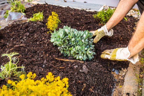 Weeding And Mulching in Leland