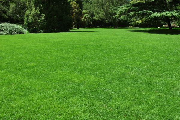 Lawn Landscaping in Leland
