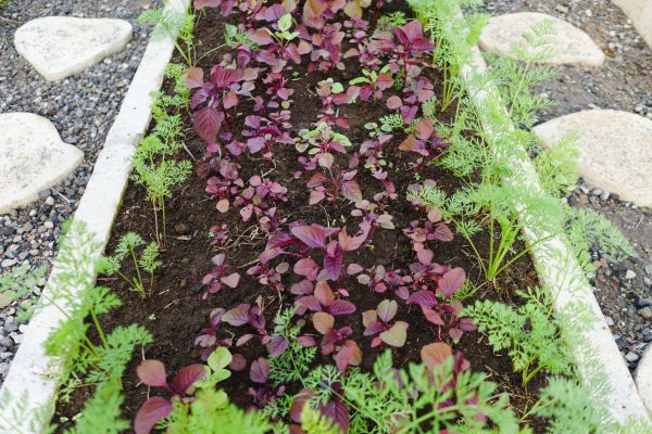 Edging Installation in Leland