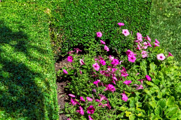 Softscaping Service in Leland