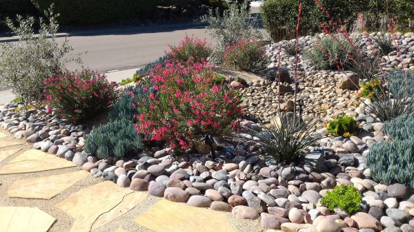 Xeriscape Landscaping in Leland