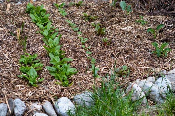 Mulch Service in Leland