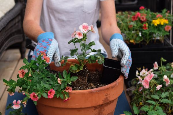 Plant Care Service in Leland
