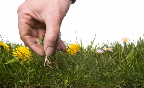 Lawn Weeding in Leland