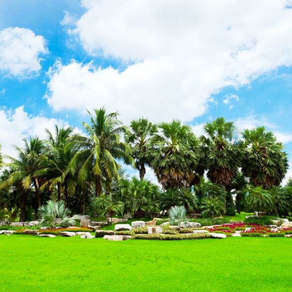 Tropical Landscaping in Leland