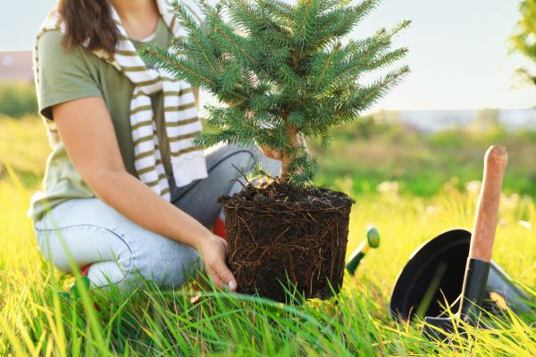 Spruce Tree Planting in Leland