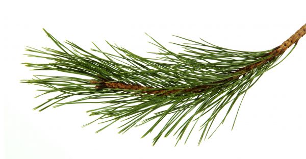 Pine Needles Installation in Leland