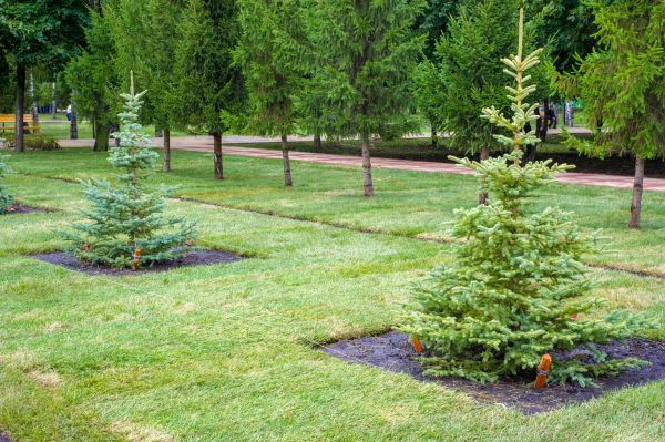 Privacy Trees Planting in Leland