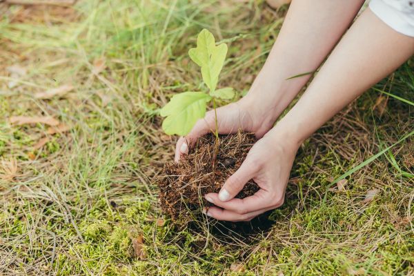 Oak Tree Planting in Leland