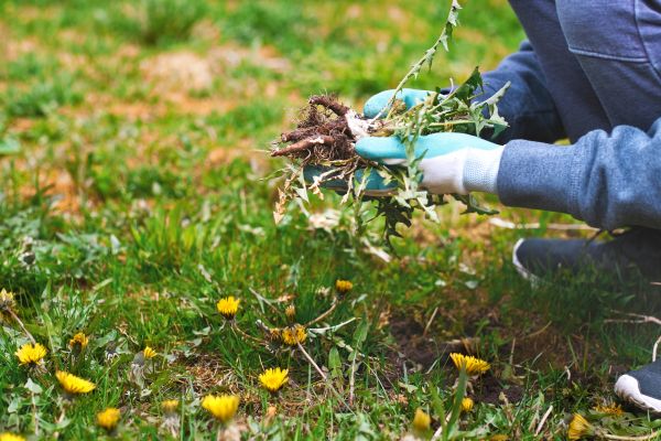 Flower Bed Clearing in Leland