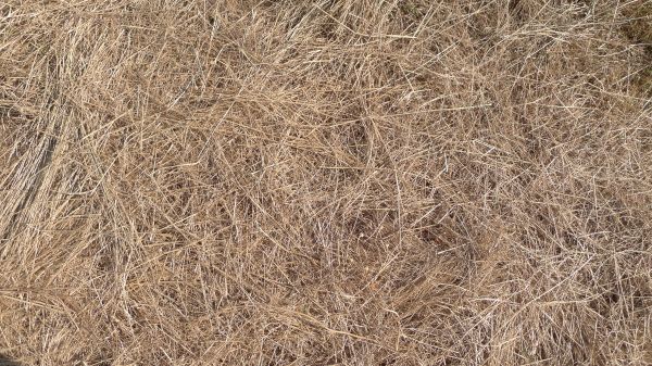 Pine Straw Replacement in Leland