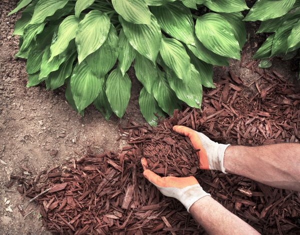Bark Spreading in Leland