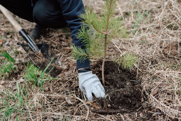 Pine Tree Planting in Leland