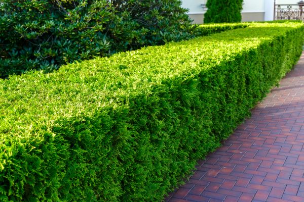 Hedge Installation in Leland