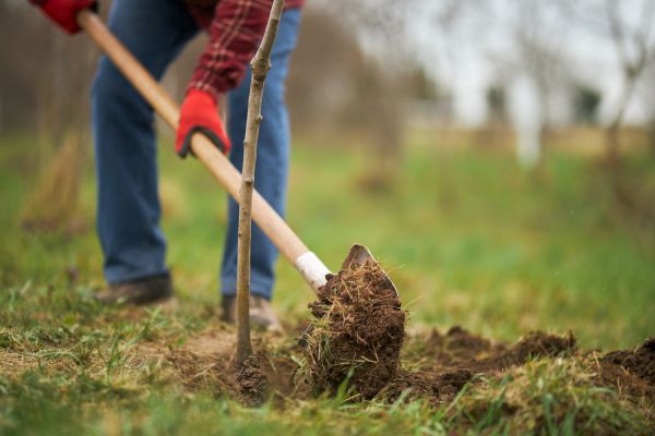 Trees Planting in Leland