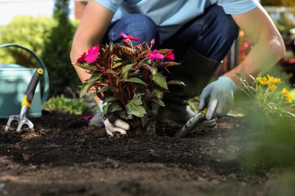 Plant Replacement in Leland