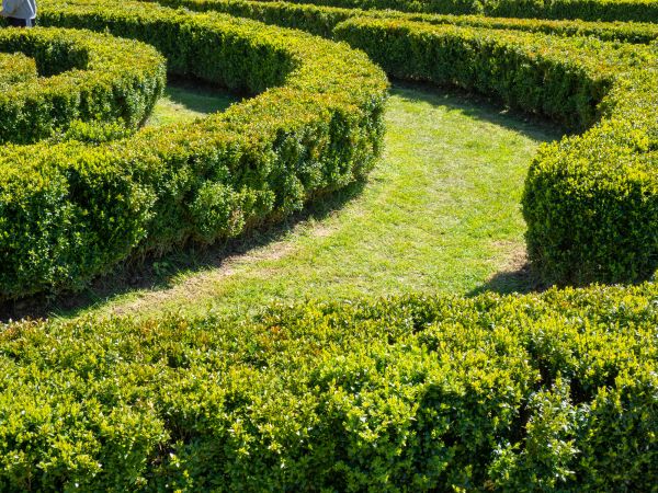 Bush Landscaping in Leland
