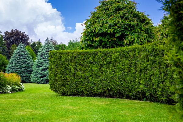 Hedge Landscaping in Leland