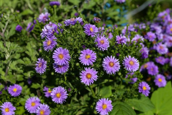 Perennial Flower Planting in Leland