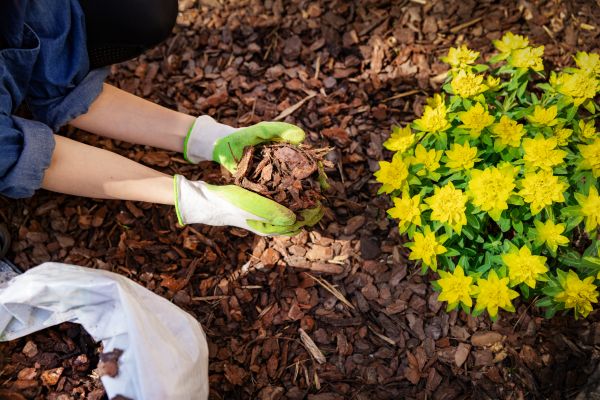 Plant Bed Mulching in Leland