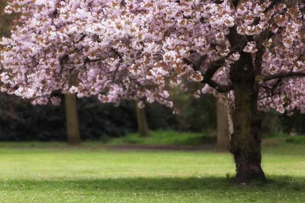 Cherry Tree Planting in Leland