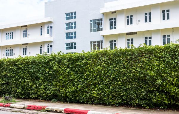 Privacy Landscaping in Leland