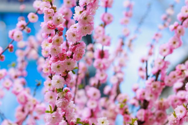 Japanese Cherry Tree Planting in Leland