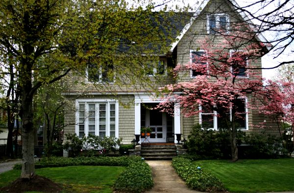 Ornamental Tree Planting in Leland