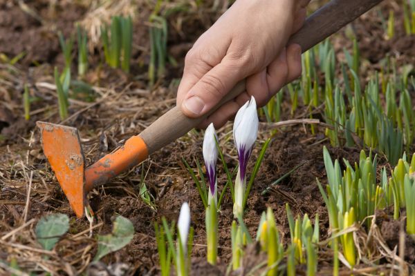 Flower Garden Weeding in Leland