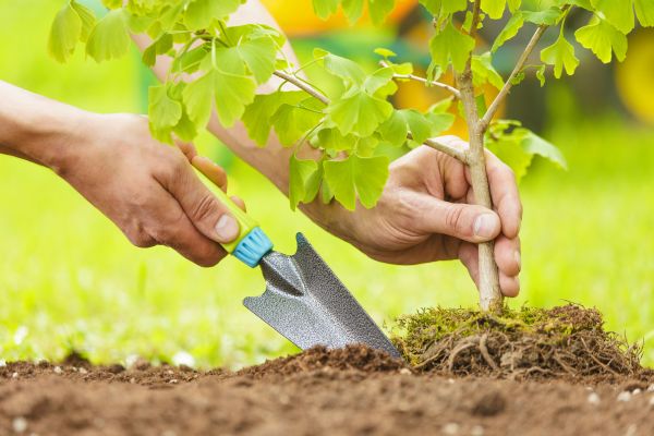 Fruit Tree Planting in Leland