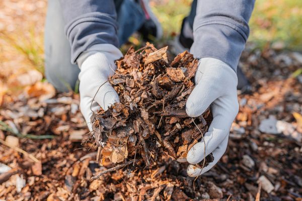 Shredded Mulch Installation in Leland