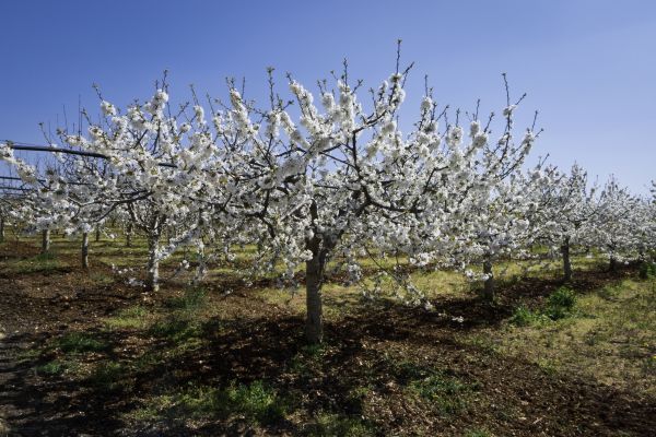 Orchard Planting in Leland