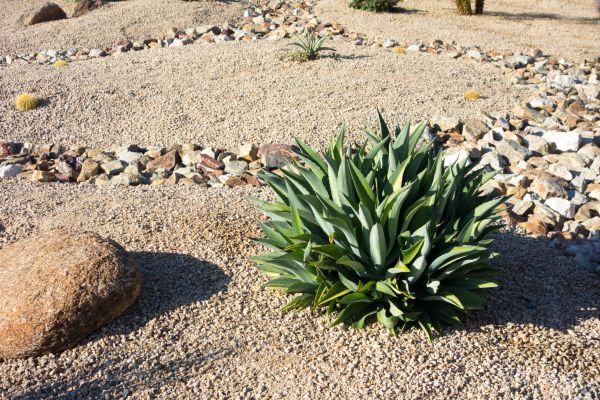 Xeriscaping Service in Leland