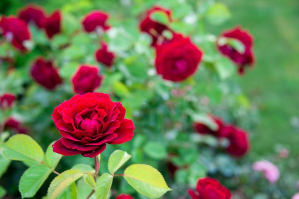 Rose Planting in Leland