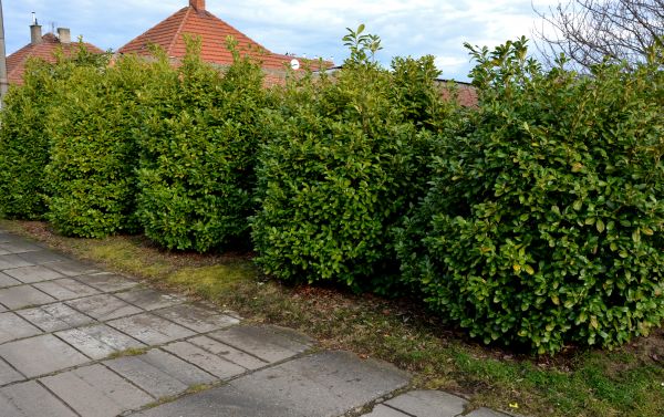 Privacy Shrub Installation in Leland