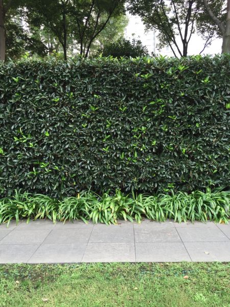 Privacy Shrub Planting in Leland