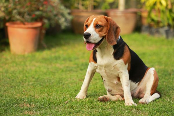 Dog Friendly Landscaping in Leland
