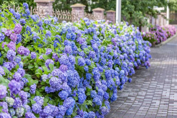 Hydrangea Landscaping in Leland