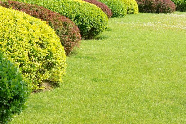 Shrubbery Planting in Leland