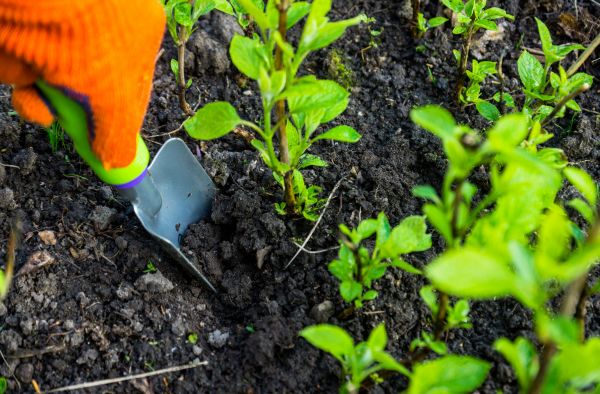 Hydrangea Planting in Leland